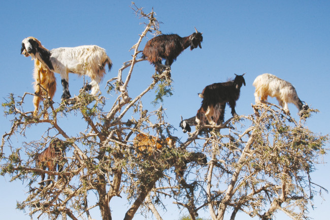 goats on trees