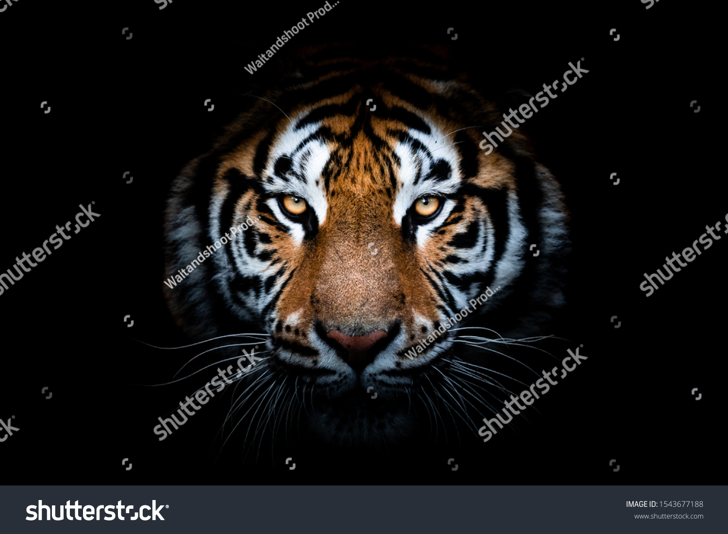 local image of tiger for hw2a