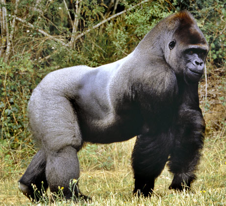 gorilla