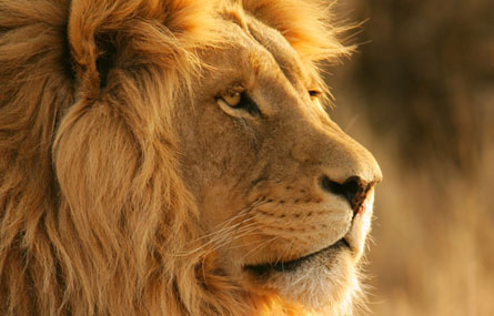 lion