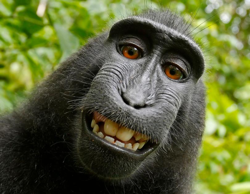 monkey slefie