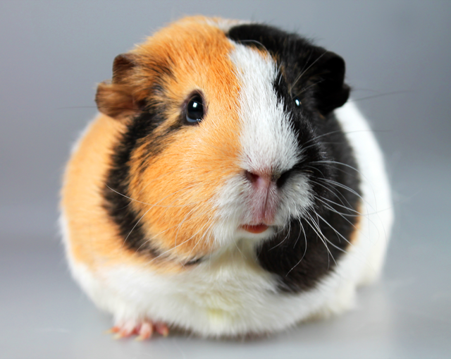 Guinea Pig