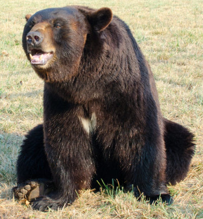 A picture of a bear