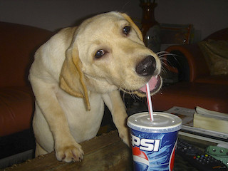 Dog Drinking Pepsi