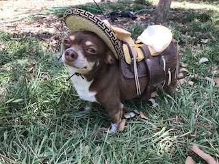 Dogs in Costumes