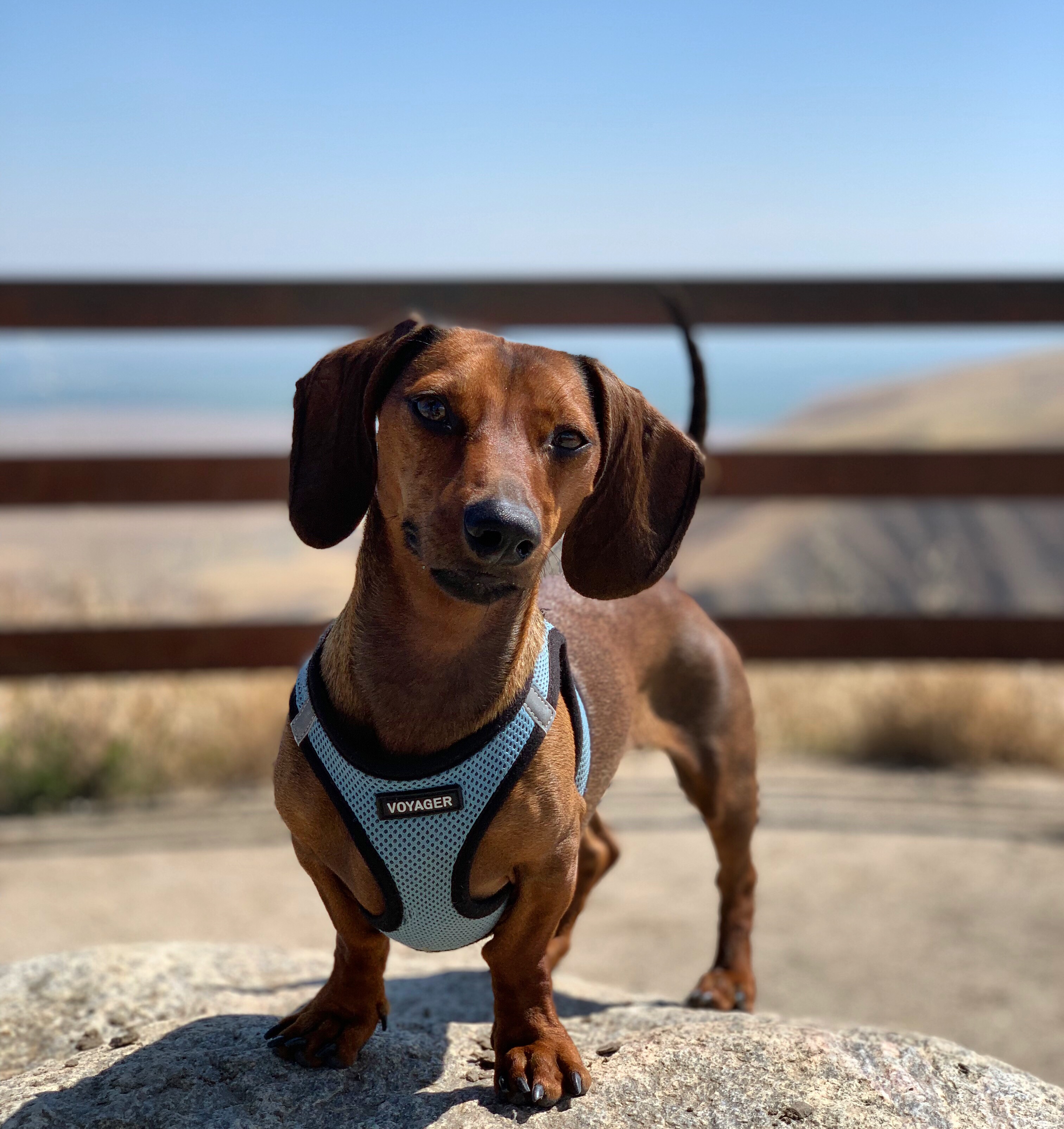 mickythedoxie