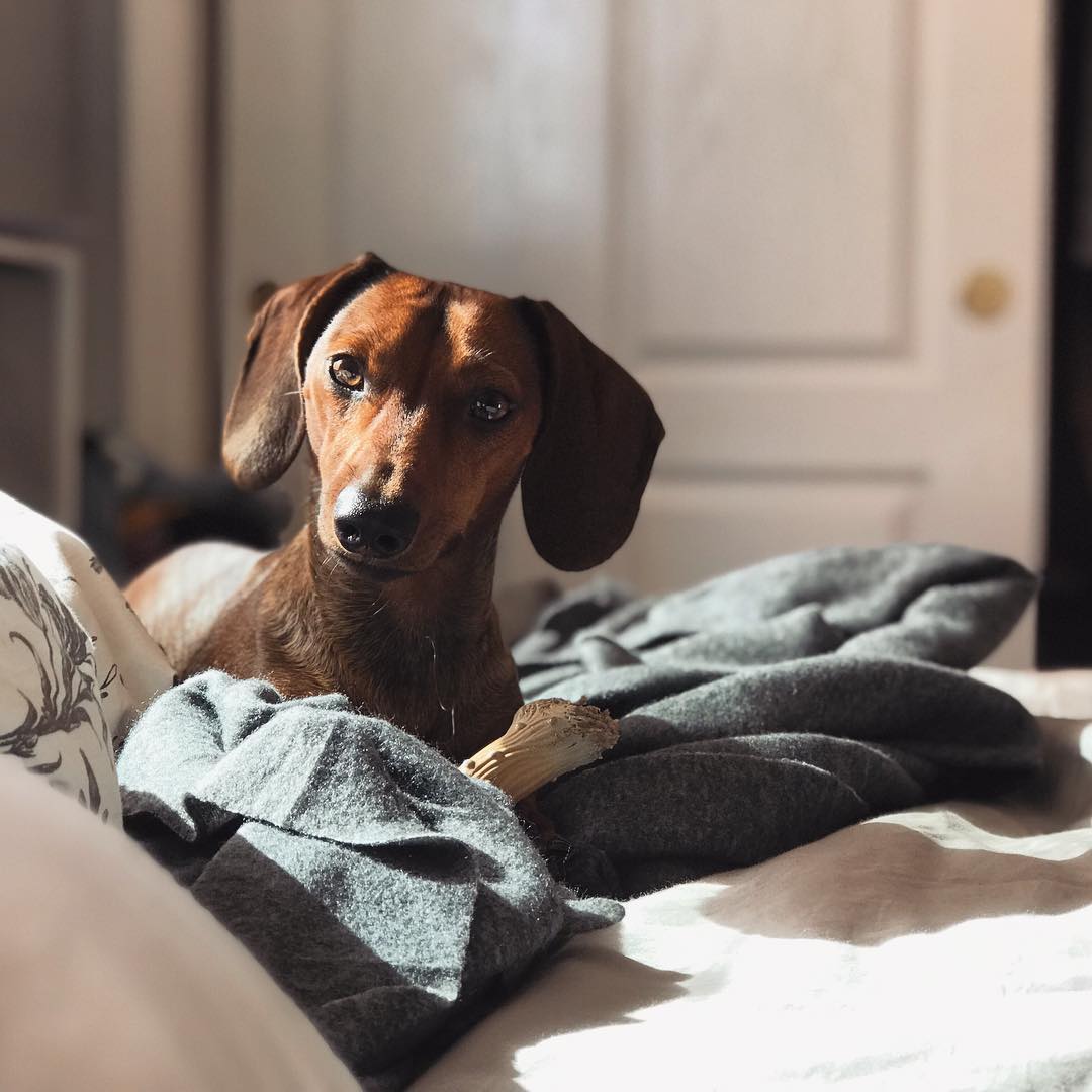 mickythedoxie