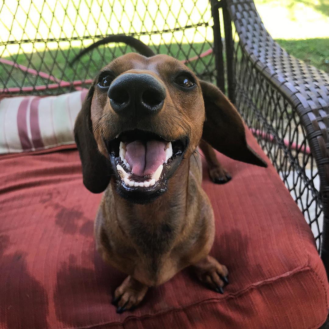 mickythedoxie