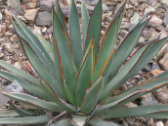 Arizona Agave