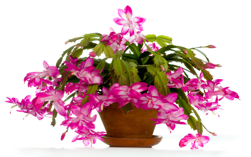 Christmas cactus