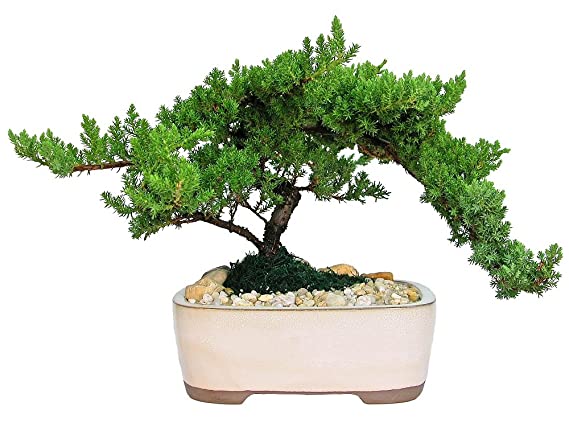 Bonsai tree