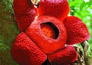 Rafflesia Arnoldii