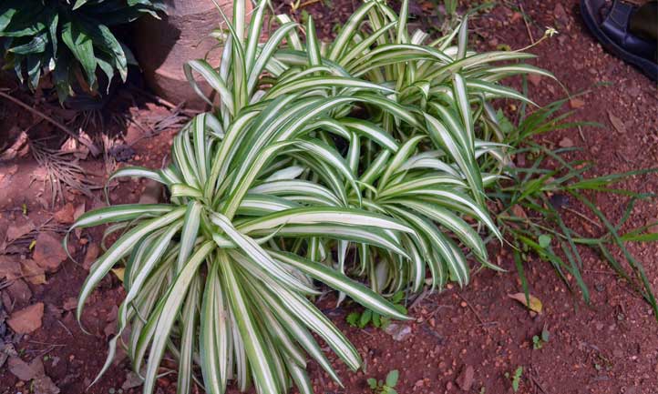 Spider plant